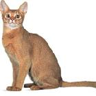 Mèo Abyssinian - Đẹp Như Bức Phù Điêu Cổ