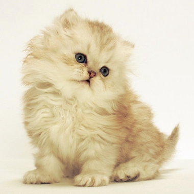 Pate Royal Canin Persian Mèo Ba Tư